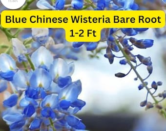 2 Live Blue Chinese Wisteria Trees, Fragrant Flowering Vine (1-2 Ft Tall)