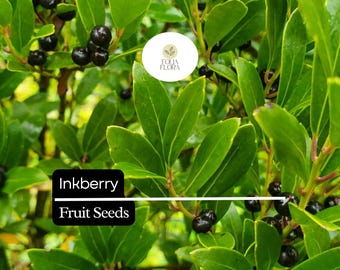 Semillas de Ilex glabra (baya de tinta) / 25 semillas / Arbusto perenne para la vida silvestre y de interés durante todo el año