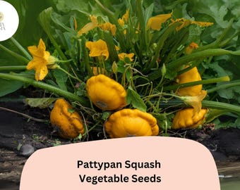Pattypan Squash Seeds | Summer Scallop, Heirloom Variety