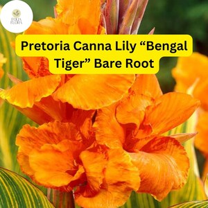 K&ouml;nnte beinhalten: Orangefarbene Canna-Lilie mit dem Text "Pretoria Canna Lily "Bengal Tiger" Bare Root" auf einem gelben Banner.