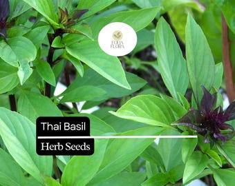 Thai Basil Seeds | Fragrant Herb, Ocimum thyrsiflora