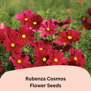 May include: A vibrant image of Rubenza Cosmos flower seeds. The flowers are a deep red with yellow centers, set against a backdrop of green foliage. The image includes the text "Rubenza Cosmos Flower Seeds".
