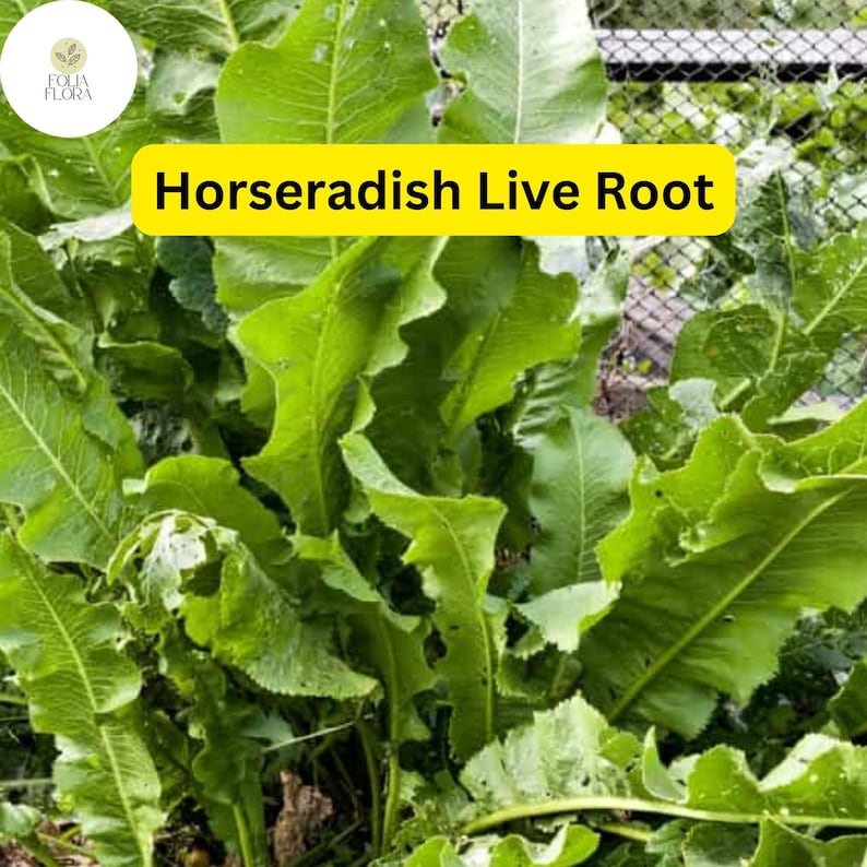 Where To Buy Horseradish Plants