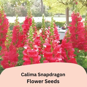 May include: A close-up of a cluster of vibrant red snapdragon flowers in bloom. The flowers are arranged in a garden setting with green foliage and a sign that reads "Calima Snapdragon Flower Seeds".