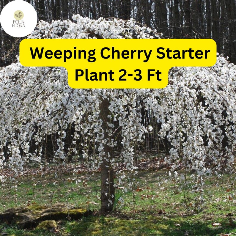 FoliaFlora Weeping Cherry Tree - Thumbnail 2