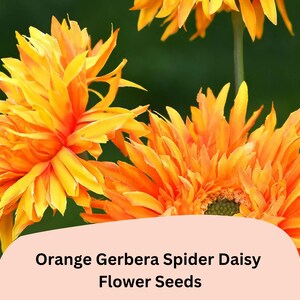 May include: Close-up of vibrant orange Gerbera Spider Daisy flowers. The petals are a mix of yellow and orange, with a dark green background. The image includes the text "Orange Gerbera Spider Daisy Flower Seeds".