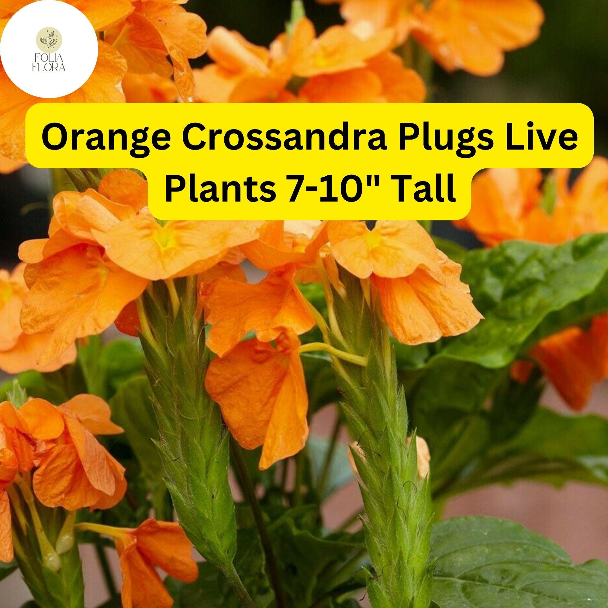 Orange Crossandra - 1 Plugs Live Plants 7-10