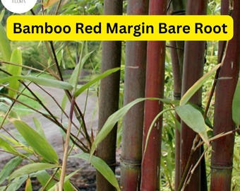 Large Fargesia Rufa, 'sunset Glow' Live Clumping Bamboo Plant Cold Hardy  and Fast Growing - Etsy