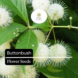May include: Close-up of buttonbush flower seeds. The image shows white, spherical flower heads with spiky filaments, set against green leaves. The text "Buttonbush Flower Seeds" is displayed in a black box.