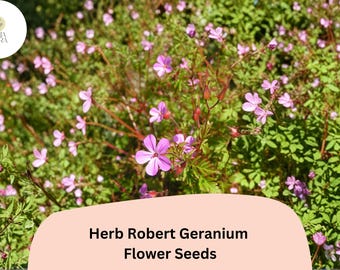 Herb Robert Geranium Seeds – Pink Flowers, Hardy Perennial