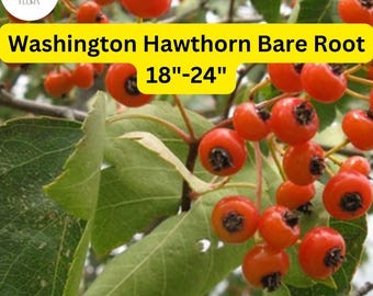1 Washington Hawthorn Tree (Crataegus phaenopyrum) Live Bare Root Plant 18"-24"