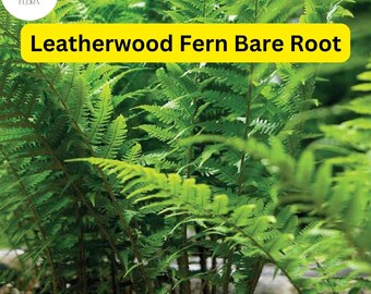 3 Leatherwood Fern Bare Root Plants, Native Woodland Ferns