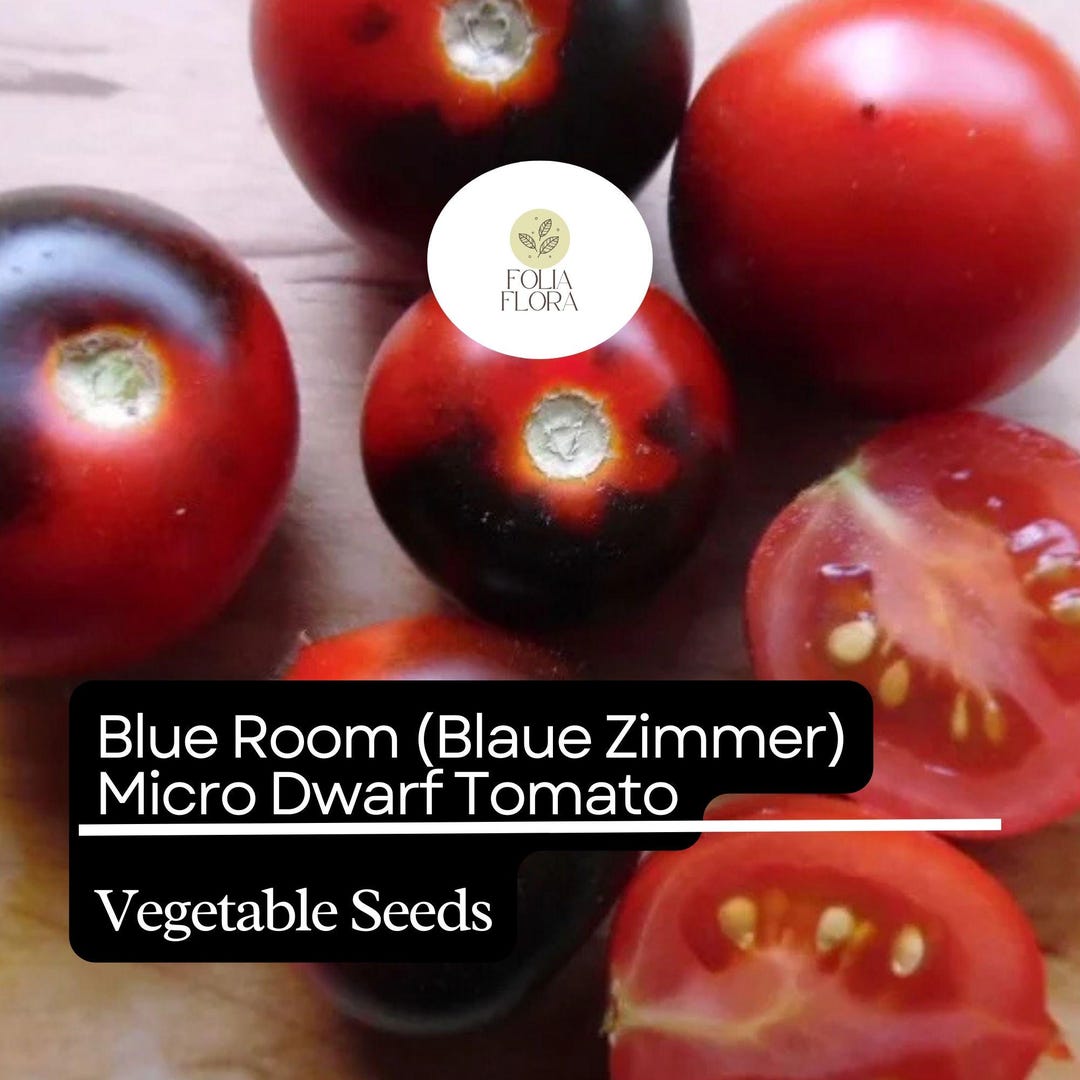 15 Blue Room / Blaue Zimmer Micro Dwarf Tomato Seeds – 2025 Harvest – Non-GMO – Aerogarden Friendly