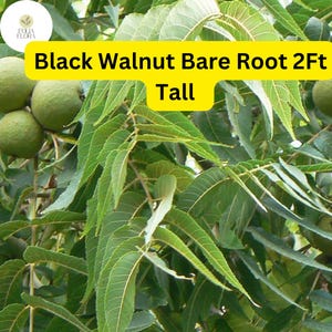 2ft Black Walnut Tree Saplings, Juglans nigra, Nut-Producing Bare Root Plants