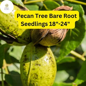 2 Live Bare-Root Seedlings Hardy Pecan Trees (Carya illinoinensis) 18&quot;-24&quot;