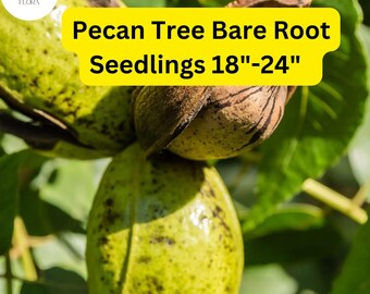 2 Live Bare-Root Seedlings Hardy Pecan Trees (Carya illinoinensis) 18"-24"