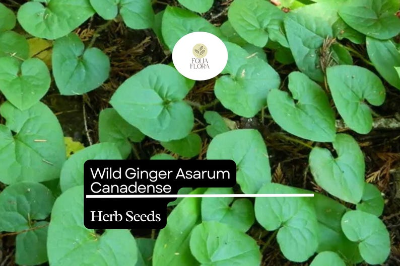 Wild Ginger Seeds
