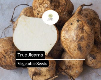 5 Seeds True Jicama | Pachyrhizus erosus | Heirloom, Non-GMO Root Vegetable | Crisp & Nutritious