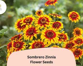 Sombrero Zinnia Seeds: Heirloom Non-GMO Annual Flowers