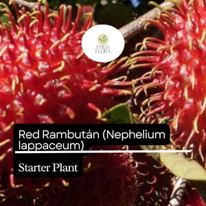 Puede incluir: Primer plano de una fruta de rambut&aacute;n roja con textura peluda. La fruta est&aacute; etiquetada como "Red Rambutan (Nephelium lappaceum) Starter Plant".