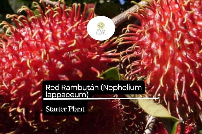 Puede incluir: Primer plano de una fruta de rambut&aacute;n roja con textura peluda. La fruta est&aacute; etiquetada como "Red Rambutan (Nephelium lappaceum) Starter Plant".