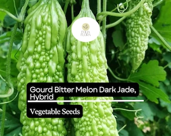 5 Seeds: Dark Jade Bitter Melon | High Yield, Asian Gourd