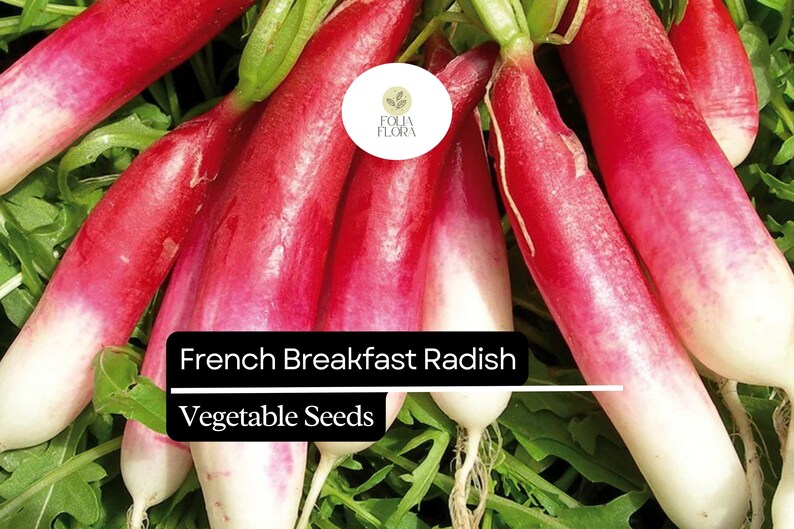 FoliaFlora French Breakfast Radish Seeds - Thumbnail 5