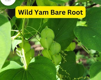 3 Wild Yam Plants, Dioscorea villosa, Bare Root Perennials, Organic Vine Bulbs, Native Wildflower