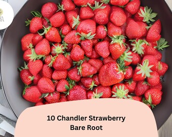 10 Chandler Strawberry Plants | Live Bare Root | June Bearing Fragaria × ananassa Fruit