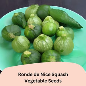 May include: A collection of Ronde de Nice squash and a green pepper rest on a turquoise plate. The squash are various shades of green, with a round shape and textured skin. The image includes the text "Ronde de Nice Squash Vegetable Seeds".