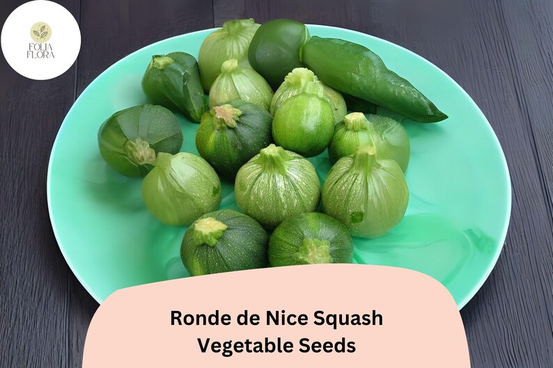 May include: A collection of Ronde de Nice squash and a green pepper rest on a turquoise plate. The squash are various shades of green, with a round shape and textured skin. The image includes the text "Ronde de Nice Squash Vegetable Seeds".