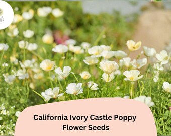 Ivory California Poppy Seeds – Drought Tolerant, White Flowers