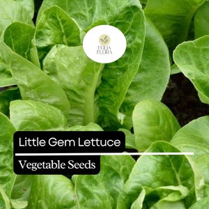 May include: Close-up of fresh, vibrant green Little Gem lettuce leaves. The image features a cluster of the leafy vegetable, with the text "Little Gem Lettuce Vegetable Seeds" in a black box. A circular logo is in the upper right corner.
