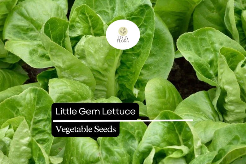 May include: Close-up of fresh, vibrant green Little Gem lettuce leaves. The image features a cluster of the leafy vegetable, with the text "Little Gem Lettuce Vegetable Seeds" in a black box. A circular logo is in the upper right corner.