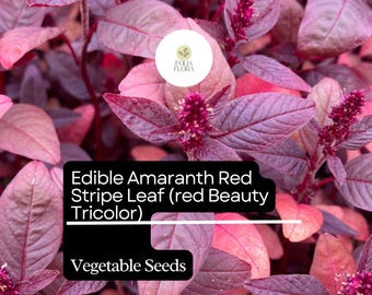 Red Beauty Amaranth Seeds | Edible Heirloom Vegetable, Microgreens