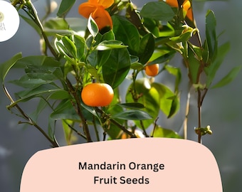 May include: A close-up of a mandarin orange tree with bright orange fruit and flowers. The tree has lush green leaves and is labeled "Mandarin Orange Fruit Seeds". The background is a soft, blurred gradient.