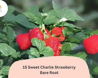 15 Sweet Charlie Strawberry Plants | Live Bare Root Heirloom Quality | Fragaria × ananassa June-Bearing Fruit