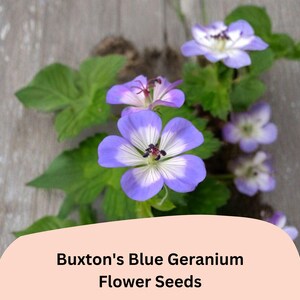 May include: Close-up of Buxton's Blue Geranium flower seeds. The image features vibrant blue and white flowers with green leaves. The flowers are in full bloom, showcasing their delicate petals. The text "Buxton's Blue Geranium Flower Seeds" is displayed.