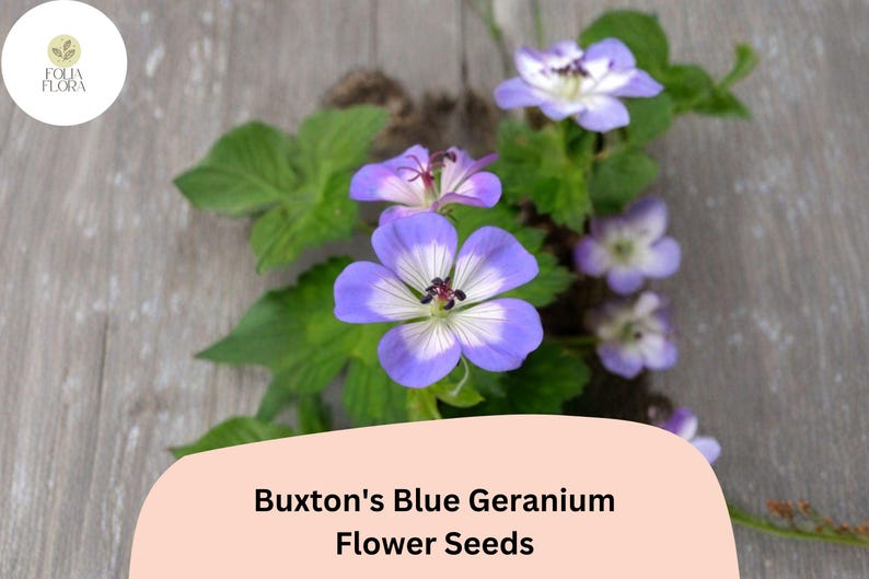 May include: Close-up of Buxton's Blue Geranium flower seeds. The image features vibrant blue and white flowers with green leaves. The flowers are in full bloom, showcasing their delicate petals. The text "Buxton's Blue Geranium Flower Seeds" is displayed.