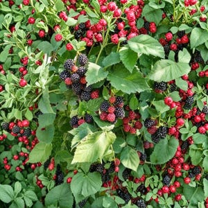 May include: A dense shrub featuring a mix of vibrant red berries and dark purple to black blackberries. The plant has numerous green leaves with serrated edges, creating a thick, textured foliage that supports the clusters of ripening fruit.