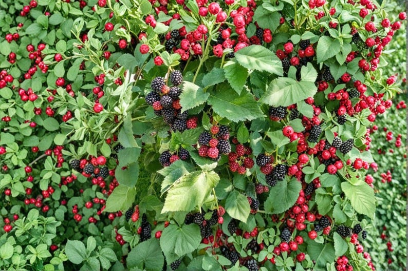 May include: A dense shrub featuring a mix of vibrant red berries and dark purple to black blackberries. The plant has numerous green leaves with serrated edges, creating a thick, textured foliage that supports the clusters of ripening fruit.