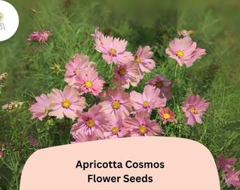 200+ Apricotta Cosmos Seeds | Cosmos Bipinnatus Peach Apricot Flower Garden Planting