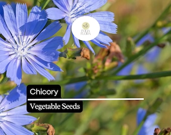 6000 Seeds Chicory, Cichorium Intybus, Heirloom Edible Greens and Root Herb