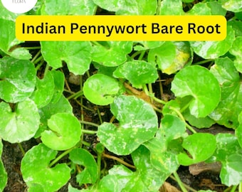 Centella asiática (10 plantas vivas a raíz desnuda), lista para plantar
