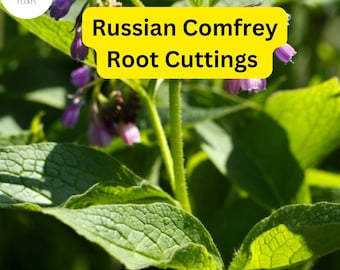 May include: Close-up of a green plant with purple flowers. The plant is labeled "Russian Comfrey Root Cuttings".