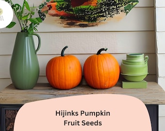 Hijinks Pumpkin Seeds | Award-Winning Mini Pumpkins for Fall Decor