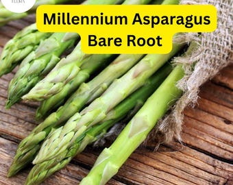 May include: A bunch of green asparagus spears, tied together with burlap, on a wooden surface. The text "Millennium Asparagus Bare Root" is displayed in yellow letters on a white background.