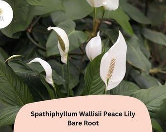 Peace Lily Plant Spathiphyllum wallisii | 1 Live Bare Root 6–12” White Flower Houseplant