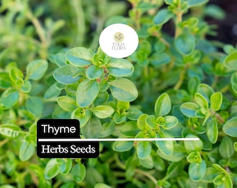 100mg Thyme Seeds Thymus vulgaris | Aromatic Herb, Heirloom, Non-GMO, Perennial, Culinary Uses, Pollinator-Friendly