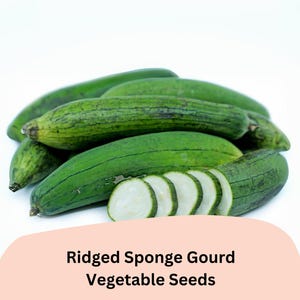 May include: A pile of green ridged sponge gourds, some sliced open to reveal the white flesh.  Ridged Sponge Gourd Vegetable Seeds.